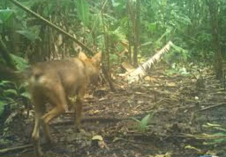 Los coyotes rodean áreas residenciales en el corregimiento de Ancón.